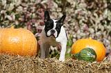 BOULEDOGUE FRANCAIS 1210